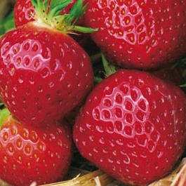 Земляника садовая Пандора