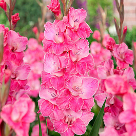 Гладиолус крупноцветковый Пинк Ивент