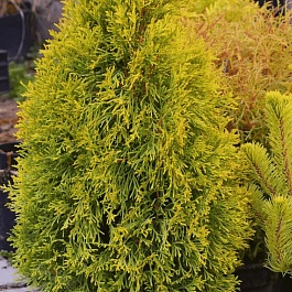 Туя западная Smaragd Goldstrike