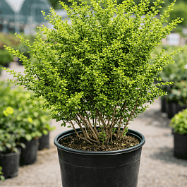 Барбарис Тунберга Kelleriis