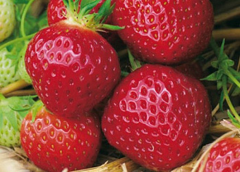 Земляника садовая Пандора