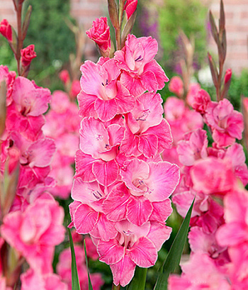 Гладиолус крупноцветковый Пинк Ивент