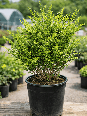 Барбарис Тунберга Kelleriis