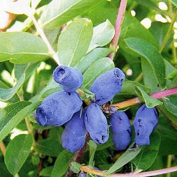 Жимолость съедобная Челябинка