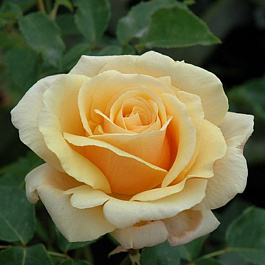 Роза чайно-гибридная Даймонд Джубили