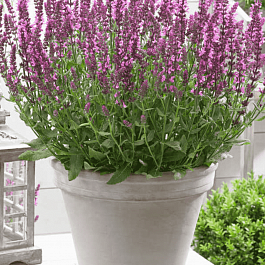 Шалфей дубравный New Dimension Rose