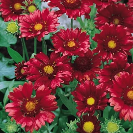 Гайлардия гибридная Burgunder