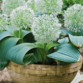 Лук декоративный Ivory Queen