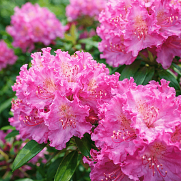 Рододендрон катевбинский Alfred