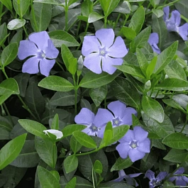 Барвинок малый HAWAII