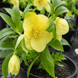 Морозник восточный анемоновидный Yellow