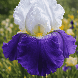Ирис германский Aperge
