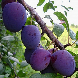 Слива Евразия 21 Слива Евразия 21