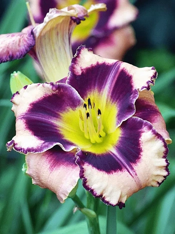 Лилейник Simmon's Overture