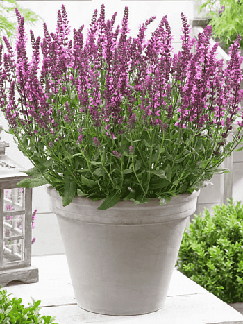 Шалфей дубравный New Dimension Rose