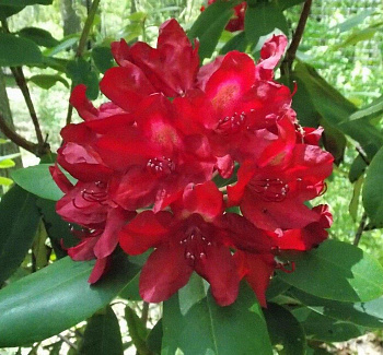 Рододендрон гибридный Франческа