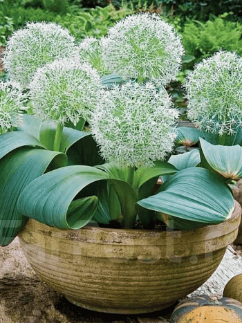 Лук декоративный Ivory Queen