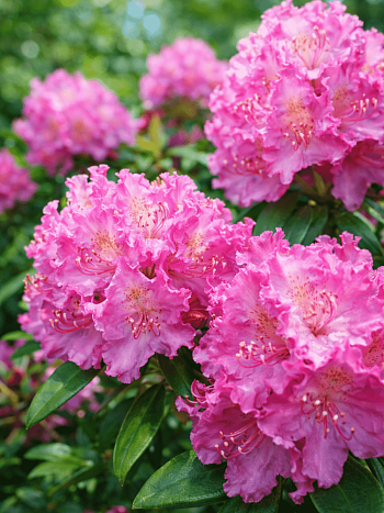 Рододендрон катевбинский Alfred