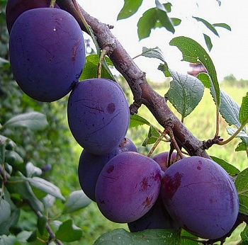 Слива Евразия 21