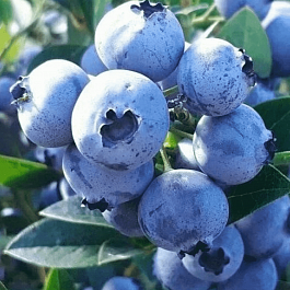 Голубика высокорослая Sunshine Blue