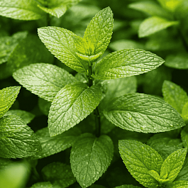 Мята перечная цитрат Lemon Fresh