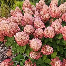 Гортензия метельчатая Pinklight