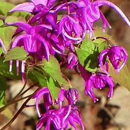 Горянка крупноцветковая Red Beauty
