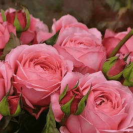 Роза кустовая Romantik antike