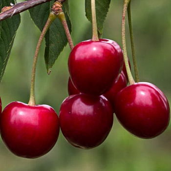 Вишня Уральская рубиновая