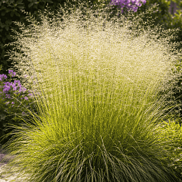 Щучка дернистая Gold Tau