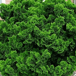 Кипарисовик тупой Nana Gracilis