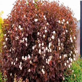 Пузыреплодник калинолистный Magical Sunrise