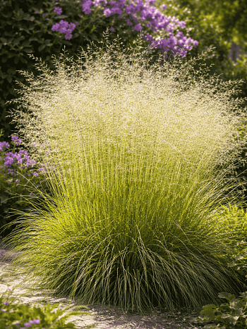 Щучка дернистая Gold Tau