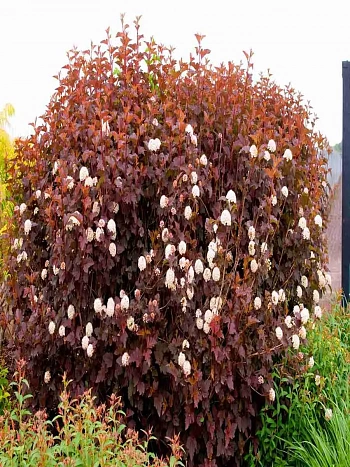 Пузыреплодник калинолистный Magical Sunrise