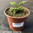 Пиретрум Розовый Robinson Red