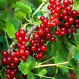 Смородина красная Ненаглядная