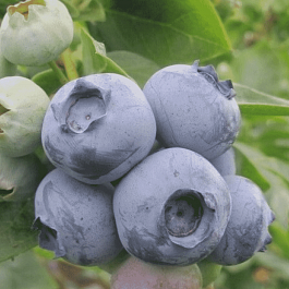 Голубика высокорослая Huron