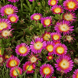 Делосперма Купера Hot pink