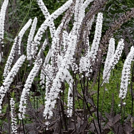Клопогон ветвистый Carbonella