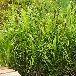 Осока пальмолистная