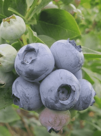 Голубика высокорослая Huron