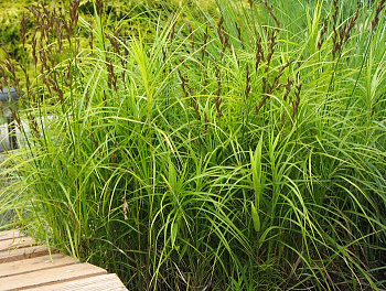 Осока пальмолистная