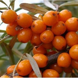 Облепиха Ботаническая любительская