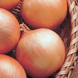 Лук репчатый Денвер