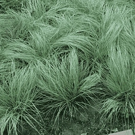 Осока власовидная Amazon Mist