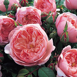 Роза  Английская Кустовая The Alnwick Rose