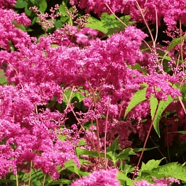 Лабазник пурпурный Elegans