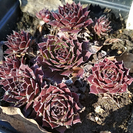 Молодило Фидель