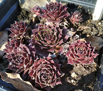 Молодило Фидель