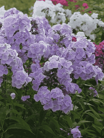 Флокс метельчатый Константин Мельников